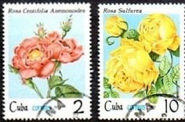 KUBA Róże #znaczki