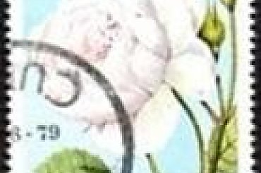 KUBA Róże #znaczki