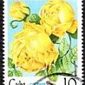 KUBA Róże #znaczki