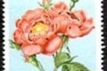 KUBA Róże #znaczki