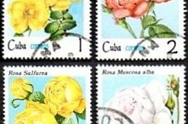 KUBA Róże #znaczki